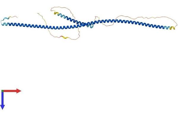 NDEL1 Protein (AA 1-345) (His tag)