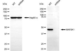 Western blotting analysis using MAP2K1 antibody (ABIN7799459). (MEK1 Antikörper)
