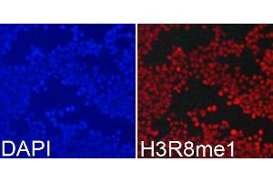 Immunofluorescence analysis of 293T cells using MonoMethyl-Histone H3-R8 antibody (ABIN3017482, ABIN3017483, ABIN3017484 and ABIN6220107). (Histone 3 Antikörper  (H3R8me))