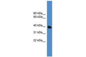 Image no. 1 for anti-Ubiquitin-Like Domain Containing CTD Phosphatase 1 (UBLCP1) (N-Term) antibody (ABIN6746362) (UBLCP1 Antikörper  (N-Term))