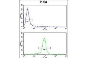 GALE Antibody (Center) (ABIN390889 and ABIN2841099) flow cytometry analysis of Hela cells (bottom histogram) compared to a negative control cell (top histogram). (GALE Antikörper  (AA 142-171))