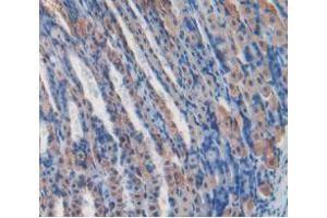 IHC-P analysis of Mouse Stomach Tissue, with DAB staining. (Kallikrein 5 Antikörper  (AA 25-261))
