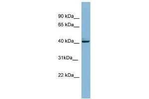MAPK13 antibody used at 1 ug/ml to detect target protein. (MAPK13 Antikörper  (Middle Region))