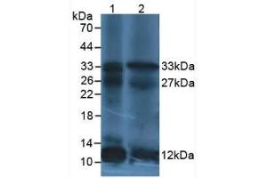 Western blot analysis of (1) Human leukocyte Cells and (2) Human Lymphocytes Cells. (IL12A Antikörper  (AA 23-219))