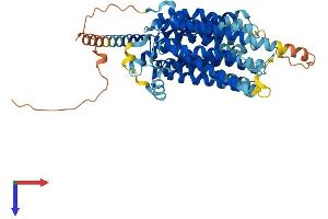 MFSD2A Protein (AA 1-534) (His tag)
