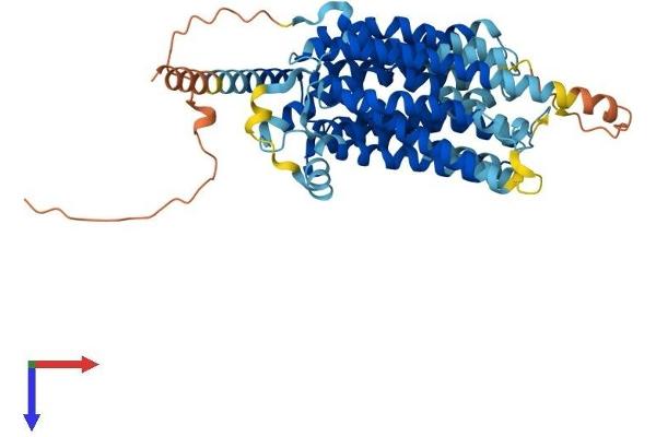 MFSD2A Protein (AA 1-534) (His tag)