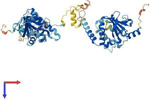 GDAP2 Protein (AA 1-498) (His tag)