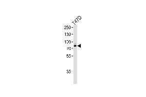 Western blot analysis of lysate from T47D cell line,using EXT2 Antibody at 1:1000 at each lane