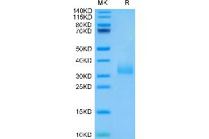 SDS-PAGE (SDS) image for Sialic Acid Binding Ig-Like Lectin 15 (SIGLEC15) (AA 20-263) protein (His-Avi Tag) (ABIN7275607)