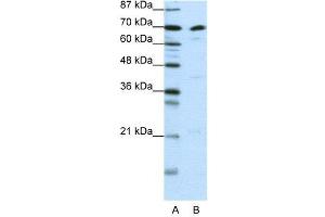 WB Suggested Anti-ILF3  Antibody Titration: 0. (Interleukin enhancer-binding factor 3 (ILF3) (N-Term) Antikörper)