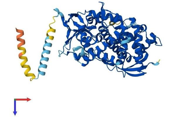 CYP51A1 Protein (AA 1-503) (His tag)