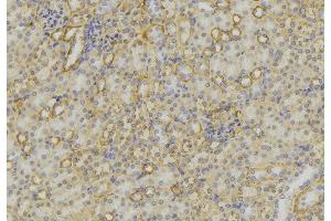 ABIN6279615 at 1/100 staining Mouse kidney tissue by IHC-P. (Neurotensin Antikörper  (C-Term))