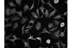 Immunofluorescence staining of HeLa cells. (Phospholipase C gamma 1 Antikörper  (N-Term))