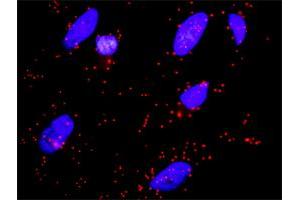 Proximity Ligation Analysis of protein-protein interactions between GP1BA and FLNA.