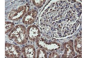 Image no. 2 for anti-Mitogen-Activated Protein Kinase Kinase 1 (MAP2K1) antibody (ABIN1499394) (MEK1 Antikörper)