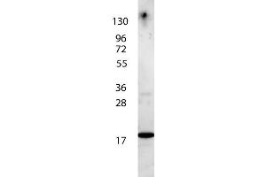 anti-Human IL-7 antibody shows detection of a band ~17 kDa in size corresponding to recombinant human IL-7. (IL-7 Antikörper  (HRP))