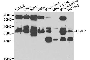 Western blot analysis of extracts of various cell lines, using H2AFY antibody. (H2AFY Antikörper)