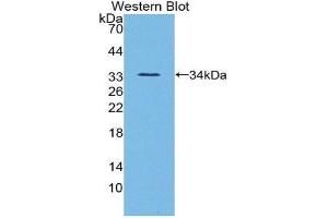 Western Blotting (WB) image for anti-Angiopoietin-Like 3 (ANGPTL3) (AA 22-281) antibody (ABIN1858003)