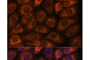 Immunofluorescence analysis of HeLa cells using CCT6B Polyclonal Antibody at dilution of 1:100. (CCT6B Antikörper)
