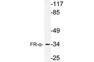 Western blot (WB) analysis of FR-α antibody in extracts from HUVEC cells. (FOLR1 Antikörper)