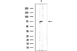 anti-Amyloid beta Precursor Protein (Cytoplasmic Tail) Binding Protein 2 (APPBP2) (Internal Region) antibody