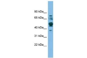 WB Suggested Anti-SHMT1 Antibody Titration: 0. (SHMT1 Antikörper  (N-Term))
