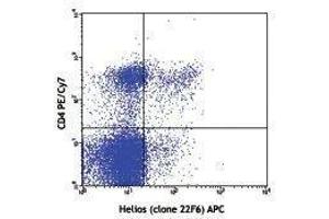 Flow Cytometry (FACS) image for anti-IKAROS Family Zinc Finger 2 (IKZF2) antibody (APC) (ABIN2658755) (IKZF2 Antikörper  (APC))
