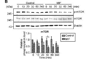 Western Blotting (WB) image for anti-Mechanistic Target of Rapamycin (serine/threonine Kinase) (mTOR) (C-Term) antibody (ABIN2855088)