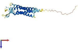 CLDN8 Protein (AA 1-225) (His tag)