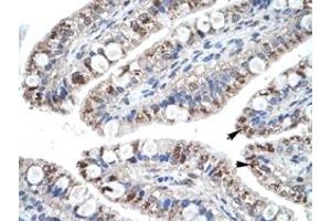 Immunohistochemical staining (Formalin-fixed paraffin-embedded sections) of human intestine with CCL18 polyclonal antibody  at 4-8 ug/mL working concentration. (CCL18 Antikörper  (Internal Region))