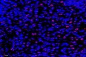 Immunofluorescent analysis of paraformaldehyde-fixed rat spleen using,APRIL (ABIN7072887) at dilution of 1: 600 (ANP32B Antikörper)