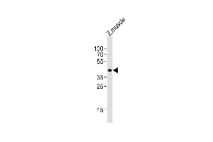 Anti-opn1mw2 Antibody (Center)at 1:4000 dilution + Zebrafish muscle lysates Lysates/proteins at 20 μg per lane. (OPN1MW2 Antikörper  (AA 140-171))