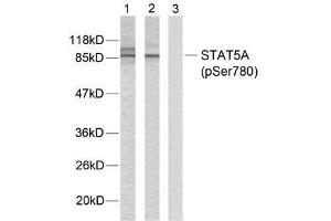 Western blot analysis of extracts from HeLa cells using STAT5A (phospho-Ser780) antibody (E011049). (STAT5A Antikörper  (pSer780))
