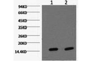 Western Blot analysis of Hela cells using COX4I1 Monoclonal Antibody at dilution of 1) 1:2000 2) 1:5000. (COX IV Antikörper)