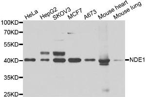 Western blot analysis of extracts of various cell lines, using NDE1 antibody (ABIN5974277) at 1/1000 dilution. (NDE1 Antikörper)