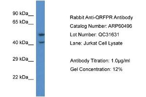 Western Blotting (WB) image for anti-Pyroglutamylated RFamide Peptide Receptor (QRFPR) (C-Term) antibody (ABIN2788468) (QRFPR Antikörper  (C-Term))