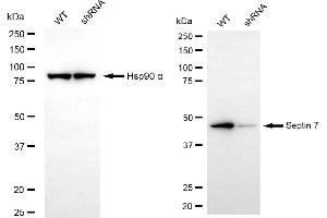 Western blotting analysis using septin 7 antibody (ABIN7800296). (Rekombinanter Septin 7 Antikörper)