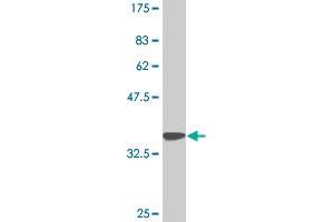 Western Blot detection against Immunogen (35. (DEAF1 Antikörper  (AA 133-222))