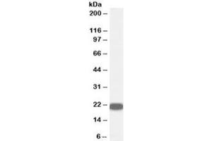 Western blot testing of human prostate lysate with RKIP antibody at 0. (PEBP1 Antikörper)