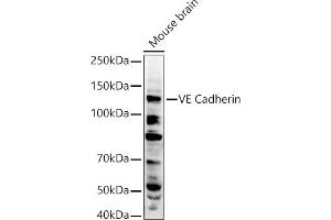Western blot analysis of extracts of Mouse brain, using VE Cadherin antibody (ABIN3015298, ABIN3015299, ABIN3015300 and ABIN6213971) at 1:500 dilution. (Cadherin 5 Antikörper  (AA 259-358))