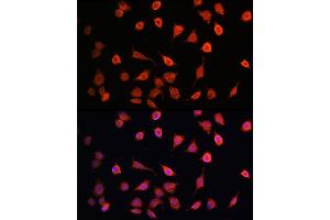 Immunofluorescence analysis of L929 cells using MRPS27 Rabbit pAb  at dilution of 100 (40x lens). (MRPS27 Antikörper  (AA 255-414))