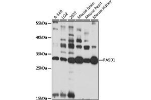 Western blot analysis of extracts of various cell lines, using R antibody (ABIN7269879) at 1:1000 dilution. (RASD1 Antikörper  (AA 132-281))