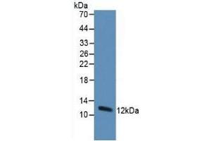 Detection of Trx in Human Hepg2 Cells using Monoclonal Antibody to Thioredoxin (Trx) (TXN Antikörper  (AA 1-105))