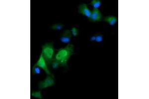 Image no. 4 for anti-ERG, ETS transcription factor (ERG) antibody (ABIN1498078)