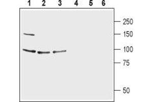 Glutamate Receptor, Ionotropic, delta 1 (GRID1) peptide