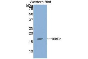Western Blotting (WB) image for anti-Quiescin Q6 Sulfhydryl Oxidase 1 (QSOX1) (AA 394-519) antibody (ABIN1860392) (QSOX1 Antikörper  (AA 394-519))