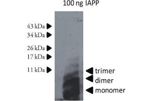 Western Blotting (WB) image for anti-Islet Amyloid Polypeptide (IAPP) antibody (ABIN334637) (Amylin/DAP Antikörper)