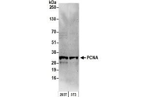 Western Blotting (WB) image for anti-Proliferating Cell Nuclear Antigen (PCNA) (AA 75-125) antibody (ABIN7454604)