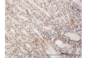Immunoperoxidase of monoclonal antibody to SNAPC4 on formalin-fixed paraffin-embedded human stomach. (SNAPC4 Antikörper  (AA 53-162))