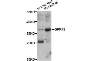 Western blot analysis of extracts of various cell lines, using GPR78 antibody (ABIN5997834) at 1/1000 dilution. (GPR78 Antikörper)